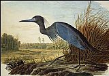 Little Blue Heron by John James Audubon